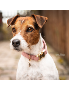 Collar para Perro Kentucky Velvet 2