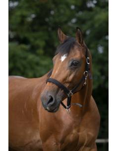 Norton Eco Halter