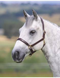 Velociti Gara Leather Stable Headcollar 2