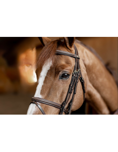 HFI Double Jump Double Bridle 2
