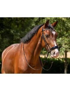 QHP Phaedra Hanoverian Snaffle Bridle 2