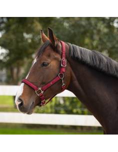 QHP Deluxe Stable Halter 2