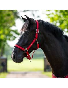 QHP Oakleigh Stable Halter 2