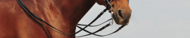 Reins
