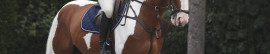 Breastplates and Martingales for Horses