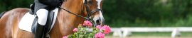 Sillas Para Pony