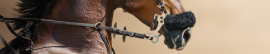 Hackamores Caballo