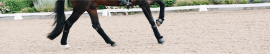 Vendas y Protectores Caballo