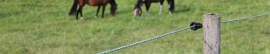Pastores Eléctricos para Caballos